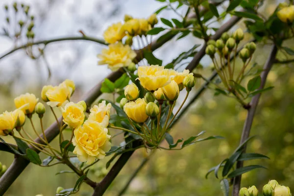 Close-up Lady Banks rose, just Banks rose or Rosa banksiae, small light yellow inflorescences of rose and pups, April, spring — Stock fotografie