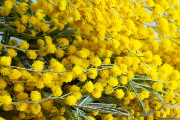Flori galbene de mimoza. Card de primăvară de vacanță cu flori de mimosa de aur. 8 Martie Ziua Femeii Card. — Fotografie, imagine de stoc