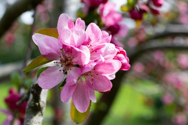 Närbild av våren äpple blommor Malus överflöd - krabba rosa blommor närbild. Blommande krabbor, krabbor eller vilda äpplen Stockfoto