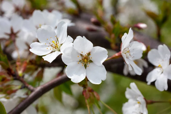 Närbild Cerasus subhirtella, även kallad jugatsu-zakura tillhör familjen Rosaceae Vita körsbärsblommor Royaltyfria Stockbilder