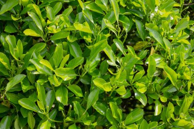 Yakın plan yeşil yapraklar Euonymus japonicus Microphyllus, yaz mevsimi Celstraceae yaprakları