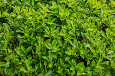 Yeşil yapraklar Euonymus japonicus Microphyllus, Celstraceae yapraklarının doğal yaz arkaplanı.
