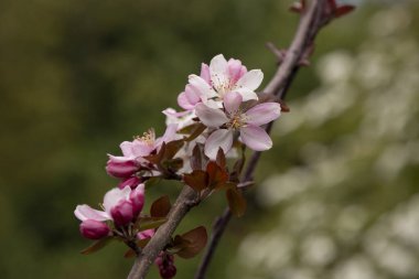 Bahar elması çiçeklerinin yakın plan çekimi Malus bolluğu - yaban elması pembe çiçekleri yakın plan. Çiçekli yaban elması, yaban elması, yaban elması