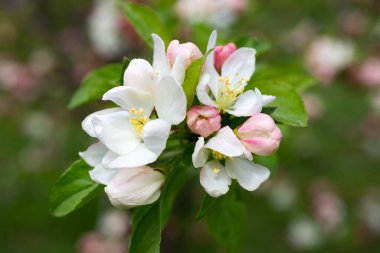 Baharda çiçek açan ağaçların arka planında pembe çiçekli elma ağacının yakın plan dalları.