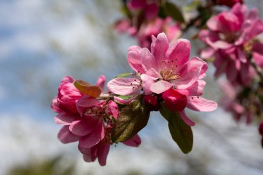 Malus bolluğu - yaban elması pembesi çiçekleri yakın plan. Çiçekli yaban elması, yaban elması, yaban elması