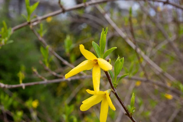 Желтые цветущие цветы Forsythia весной закрываются. — стоковое фото