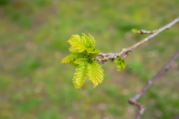 Hojas y brotes de roble joven a principios de primavera. Follaje joven con pendientes catkins en el lado verde. — Foto de Stock