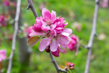 Bahar elması çiçeklerinin yakın plan çekimi Malus bolluğu - yaban elması pembe çiçekleri yakın plan. Çiçekli yaban elması, yaban elması, yaban elması