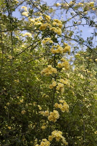 Леди Бэнкс взошла, просто Бэнкси взошла, или Банксии, небольшие светло-желтые вздутия роз и бутонов, апрель, весна — стоковое фото