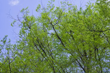 Amerikan kestane ağacından taze yeşil bahar yaprakları, seçici odak - Castanea dentata