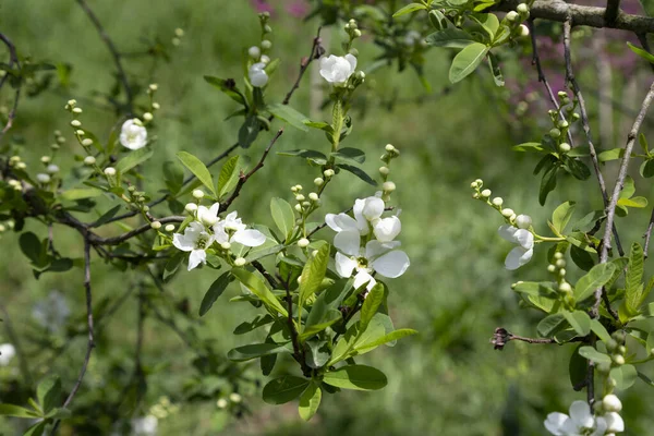 Pearlbush A Noiva Exochorda x macrantha no parque as chamadas flores brancas de pérola em um fundo verde — Fotografia de Stock
