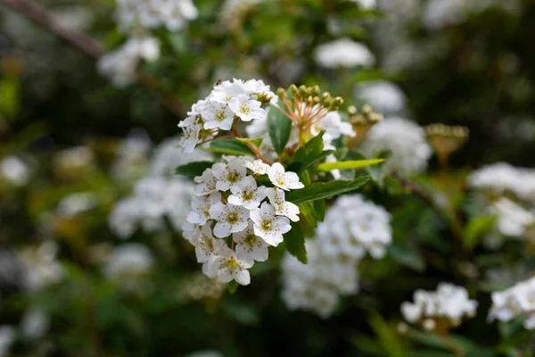 스피라 이아 바누 테이 라고 하는 흰 꽃이 피는 관목은 신부 화환 관목이라고 도불리운다. 자연적 인 꽃무늬. — 스톡 사진
