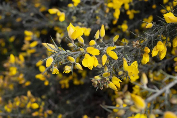 Aproape de Ulex Europaeus cunoscut sub numele de Gorse, tufiș cu mici flori galbene strălucitoare — Fotografie, imagine de stoc