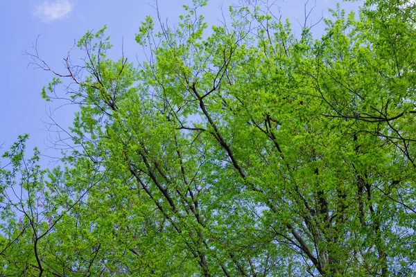 美洲栗树的新鲜绿色春叶，有选择的焦点-花序 — 图库照片
