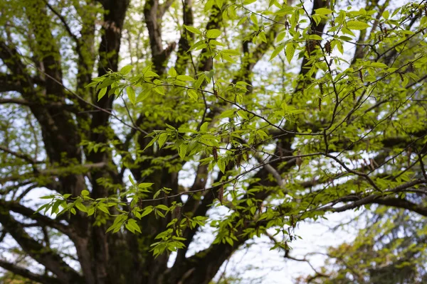 アメリカの栗の木の新鮮な緑の春の葉,選択的な焦点- Castanea denata — ストック写真