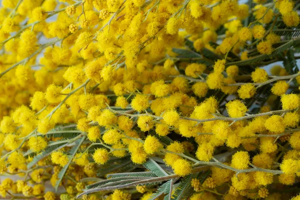 Închide florile de mimoză galbenă. Card de primăvară de vacanță cu flori de mimosa de aur. 8 Martie Ziua Femeii Card. — Fotografie, imagine de stoc