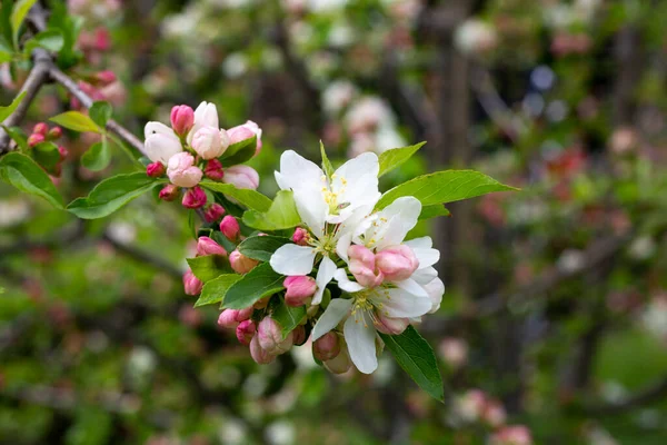 Rama de manzano con flores de color rosa sobre un fondo de árboles con flores primavera —  Fotos de Stock