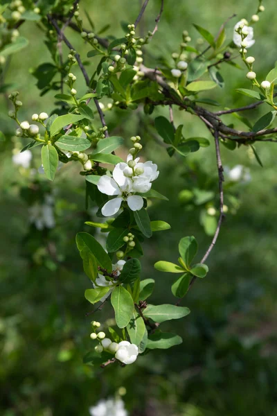 Pearlbush Bruden Exochorda x Macrantha i parken den så kallade pärla vita blommor på en grön bakgrund Royaltyfria Stockbilder