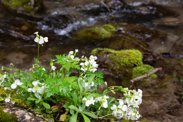 Arabis caucasica arabis montagna roccia crescione primavera fioritura pianta, causacian fiori di crescione di roccia con petali bianchi in fiore nel mese di aprile — Foto Stock