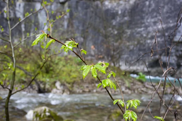Молодые зеленые листья деревьев на берегу реки, весна — стоковое фото