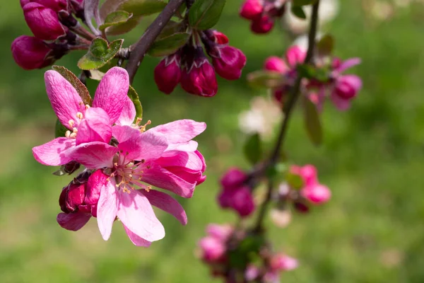 Primer plano de las flores de manzana de primavera Profusión de Malus - flores de color rosa de cangrejo primer plano. Manzanas de cangrejo en flor, cangrejos o manzanas silvestres —  Fotos de Stock