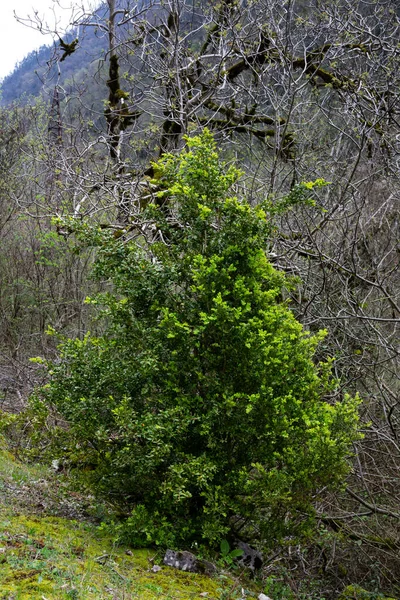 箱の木だ。黄色の花でBuxus sempervirens 。早春には若木が枝に葉を出し — ストック写真