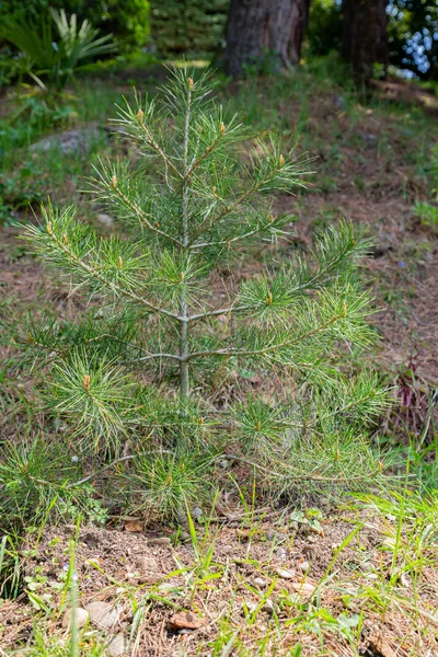 Mała mała jodła z bliska w wiosennym lesie letnim — Zdjęcie stockowe