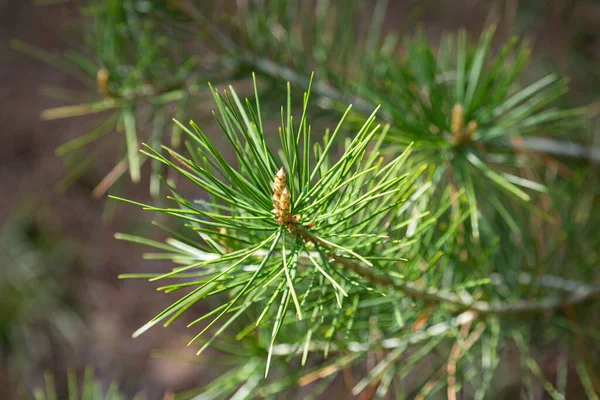 Pinus sylvestris Schotse pijnboom Europese rode pijnboom Schotse pijnboom of Baltische pijnboom tak met kegels bloemen — Stockfoto