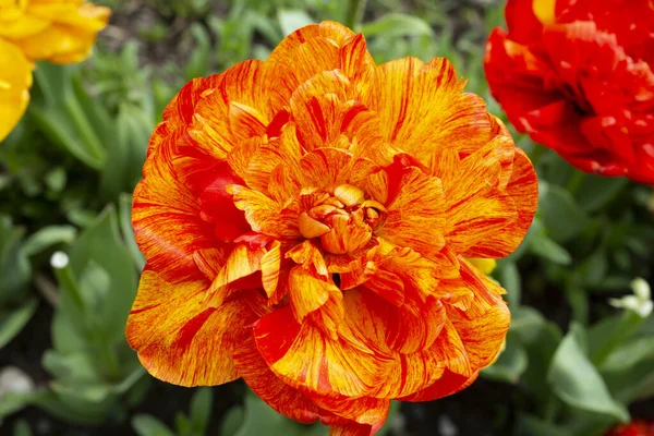 Close-up Tulipes doubles à fleurs pivoineuses Tulipa Double beauté d'Apeldoorn fleurissent dans un jardin en avril — Photo