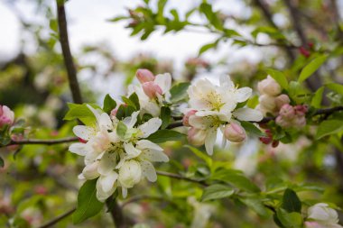 İlkbaharda çiçek açan ağaçların arka planında pembe çiçekli elma ağacı dalı