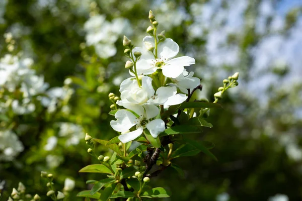 Pearlbush The Bride Exochorda x macrantha in park the so-called pearl white flowers on a green background — Stock Photo, Image