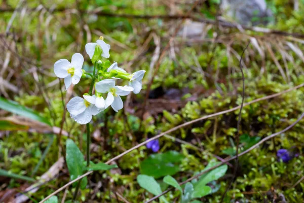 Arabis caucasica arabis montagna roccia crescione primavera fioritura pianta, causacian fiori di crescione di roccia con petali bianchi in fiore nel mese di aprile — Foto Stock