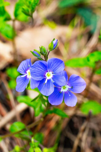 Крупный план на ярких голубых цветах Germander Speedwell, Вероника chamaedrys весной — стоковое фото