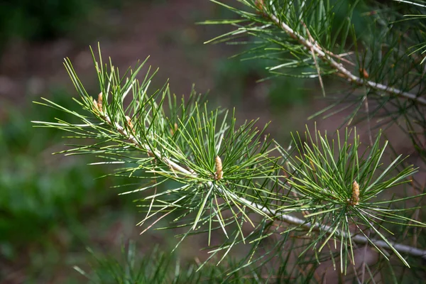 Pinus sylvestris Scotch tall europeisk röd tall skotsk tall eller baltisk tall gren med kottar blommor — Stockfoto