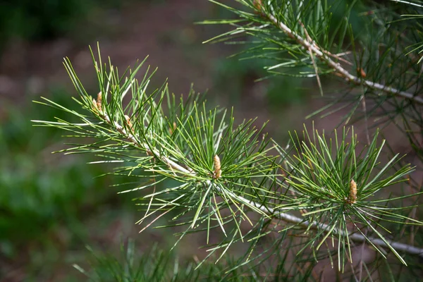 Pinus sylvestris Scotch pine European red pine Scotland branch or Baltic pine branch with cones flowers — стоковое фото