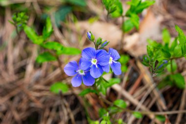 Alman Speedwell 'in parlak mavi çiçeklerine yakın çekim, Veronica Chamaedrys baharı