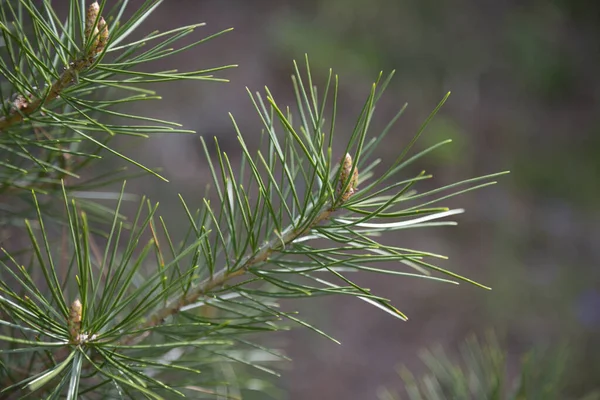 Pinus sylvestris Scotch sosna europejska sosna czerwona sosna szkocka sosna lub bałtycka gałąź sosnowa z kwiatami szyszek — Zdjęcie stockowe