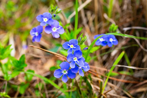 Крупный план на ярких голубых цветах Germander Speedwell, Вероника chamaedrys весной — стоковое фото