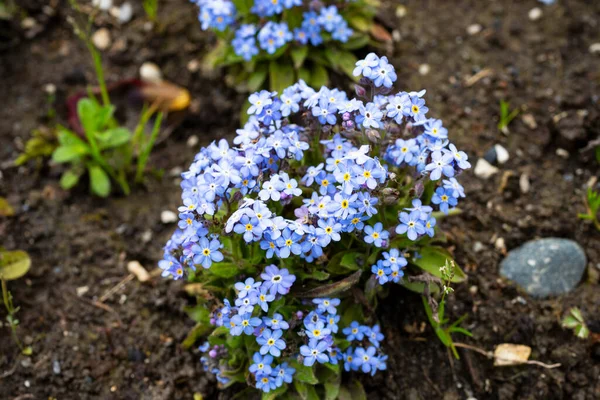 Крупный план на ярких голубых цветах Germander Speedwell, Вероника chamaedrys весной — стоковое фото