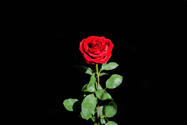 Mourning red rose on a black background with free space. Condolence card.