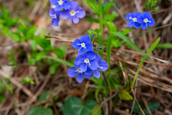 Primo piano sui fiori blu brlliant dello speedwell germander, primavera di chamaedrys di Veronica — Foto Stock