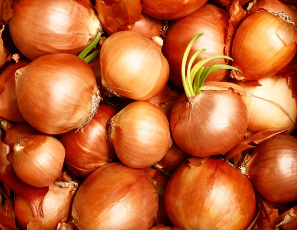 Onions — Stock Photo, Image