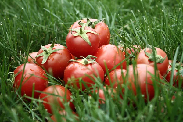 Los tomates sobre la hierba —  Fotos de Stock