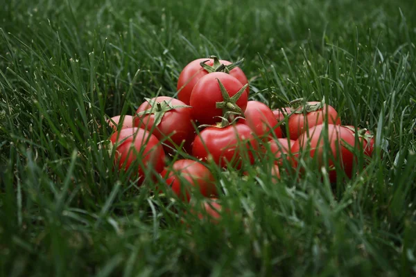 Ντομάτες σε ένα χόρτο — Φωτογραφία Αρχείου