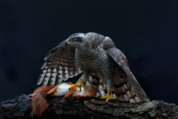 Goshawk Del Norte Accipiter Gentilis Sentado Sobre Una Ardilla Roja — Foto de Stock