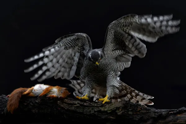 Goshawk Del Norte Accipiter Gentilis Sentado Sobre Una Ardilla Roja — Foto de Stock