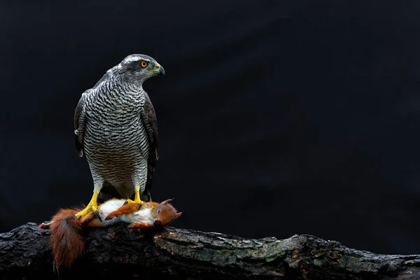 Goshawk Del Norte Accipiter Gentilis Sentado Sobre Una Ardilla Roja —  Fotos de Stock