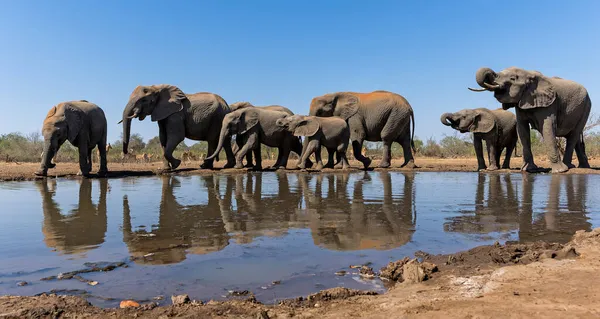 Elephants Drinking Seen Low Angle Waterhole Mashatu Game Reserve Tuli — Stock Photo, Image