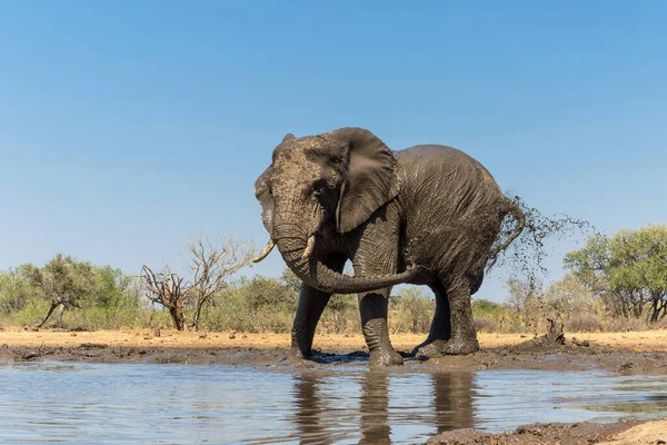 Elefante Tomando Baño Barro Visto Desde Ángulo Bajo Pozo Agua — Foto de Stock