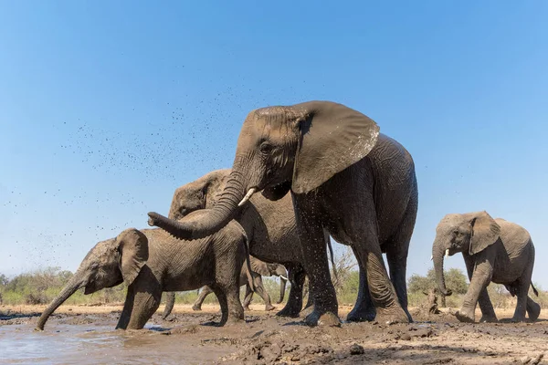 Elefantes Bebiendo Vistos Desde Ángulo Bajo Pozo Agua Reserva Caza — Foto de Stock